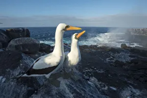 Nazca booby (Sula granti), pair on rocky shore at dawn. Punta Suarez, Espanola Island, Galapagos Nazca booby (Sula granti), pair on rocky shore at dawn. Punta Suarez, Espanola Island, Galapagos
