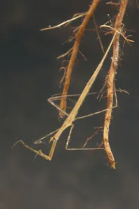 Needle bug nymph (Ranatra linearis) hidden in roots and waiting for prey, Europe Needle bug nymph (Ranatra linearis) hidden in roots and waiting for prey, Europe