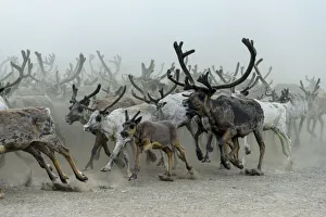 Nenet people herding Reindeer (Rangifer tarandus) Nenets Autonomous Okrug, Arctic Nenet people herding Reindeer (Rangifer tarandus) Nenets Autonomous Okrug, Arctic