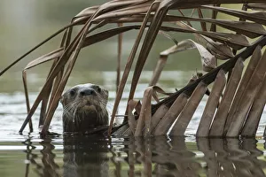 Neotropical river otter (Lontra longicaudis) in water, Nicoya Peninsula, Costa Rica Neotropical river otter (Lontra longicaudis) in water, Nicoya Peninsula, Costa Rica