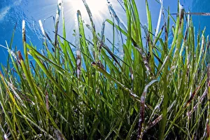 Neptune seagrass meadow (Posidonia oceanica) in the coastal zone of the Samaria National Neptune seagrass meadow (Posidonia oceanica) in the coastal zone of the Samaria National