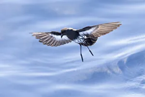 New Zealand Storm-Petrel (Fregatta maoriana), Hauraki Gulf, January New Zealand Storm-Petrel (Fregatta maoriana), Hauraki Gulf, January