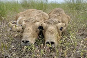 Two newborn Saiga antelope (Saiga tatarica) calves lying on ground, Cherniye Zemli Two newborn Saiga antelope (Saiga tatarica) calves lying on ground, Cherniye Zemli
