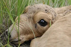 Newborn Saiga antelope (Saiga tatarica) lying in grass, Cherniye Zemli (Black Earth) Nature Reserve Newborn Saiga antelope (Saiga tatarica) lying in grass, Cherniye Zemli (Black Earth) Nature Reserve