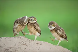 Two newly fledged burrowing owl chicks (Athene cunicularia Two newly fledged burrowing owl chicks (Athene cunicularia