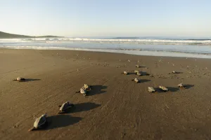 Newly hatched Loggerhead turtles (Caretta caretta) heading down the beach towards the sea Newly hatched Loggerhead turtles (Caretta caretta) heading down the beach towards the sea