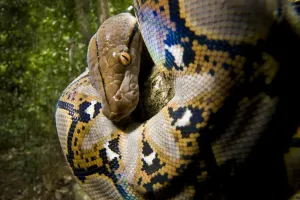 Print of a juvenile Reticulated python looking down from a tree branch