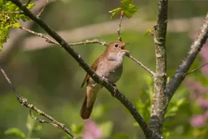Nightingale (Luscinia megarhynchos ) singing, Germany, April Nightingale (Luscinia megarhynchos ) singing, Germany, April