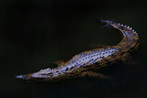 Nile crocodile (Crocodylus niloticus) partially submerged at night, captive, Madagascar Nile crocodile (Crocodylus niloticus) partially submerged at night, captive, Madagascar