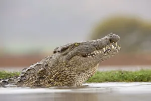 Nile crocodile (Crocodylus niloticus). Zimanga Private Game Reserve, KwaZulu-Natal, South Africa Nile crocodile (Crocodylus niloticus). Zimanga Private Game Reserve, KwaZulu-Natal, South Africa