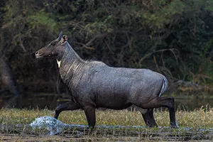 Nilgai (Boselaphus tragocamelus), male walking through water, Keoladeo Ghana National Park Nilgai (Boselaphus tragocamelus), male walking through water, Keoladeo Ghana National Park