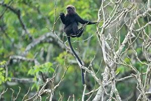 Old World Monkeys Asia Prints: Nilgiri langur (Semnopithecus johnii) juvenile