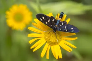 Nine-spotted moth (Amata phegea) feeding from a Mountain arnica flower (Arnica montana) Nine-spotted moth (Amata phegea) feeding from a Mountain arnica flower (Arnica montana)