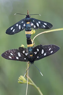 Nine-spotted moth (Amata / Syntomis phegea) pair mating, San Marino, May 2009 Nine-spotted moth (Amata / Syntomis phegea) pair mating, San Marino, May 2009