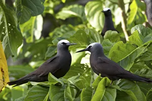 Noddy Turns (Anous stolidus) pair on Heron Island, southern Great Barrier Reef, Queensland Noddy Turns (Anous stolidus) pair on Heron Island, southern Great Barrier Reef, Queensland