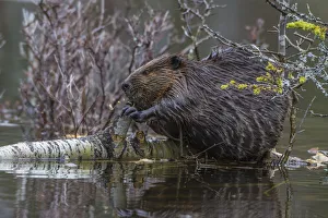 North American beaver (Castor canadensis) eating a fallen Paper Birch tree (Betula papyrifera) North American beaver (Castor canadensis) eating a fallen Paper Birch tree (Betula papyrifera)