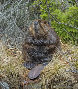 North American Beaver (Castor canadensis) grooming. Acadia National Park, Maine, USA North American Beaver (Castor canadensis) grooming. Acadia National Park, Maine, USA