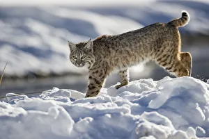 North American Bobcat (Lynx rufus) stalking along Madison River. Yellowstone National Park North American Bobcat (Lynx rufus) stalking along Madison River. Yellowstone National Park