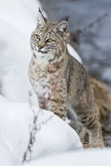 North American Bobcat (Lynx rufus) stalking along the edge of the Madison River North American Bobcat (Lynx rufus) stalking along the edge of the Madison River