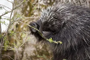 2018 june highlights/north american porcupine erethizon dorsatum 2018 june highlights/north american porcupine erethizon dorsatum