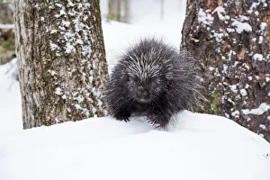 North American porcupine (Erethizon dorsatum) in snow, Vermont, USA North American porcupine (Erethizon dorsatum) in snow, Vermont, USA