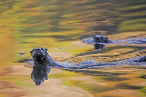 North American river otter (Lontra canadensis) two in water with autumnal trees reflected North American river otter (Lontra canadensis) two in water with autumnal trees reflected