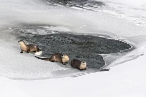 North American river otters (Lutra canadiensis) probaly female with two juveniles North American river otters (Lutra canadiensis) probaly female with two juveniles