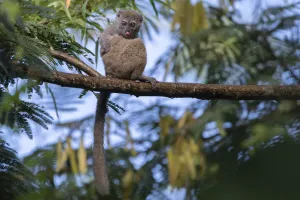 Northern bamboo lemur (Hapalemur occidentalis) in tree, Marojejy NP, Madagascar Northern bamboo lemur (Hapalemur occidentalis) in tree, Marojejy NP, Madagascar