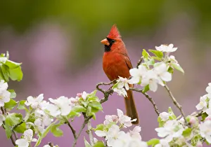 Northern Cardinal (Cardinalis cardinalis), male perched amongst apple blossom, New York Northern Cardinal (Cardinalis cardinalis), male perched amongst apple blossom, New York