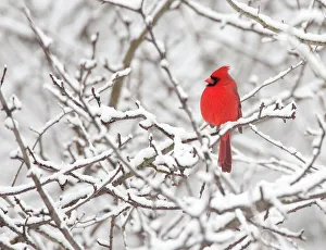 Northern cardinal (Cardinalis cardinalis) male perched amid snow-covered branches Northern cardinal (Cardinalis cardinalis) male perched amid snow-covered branches