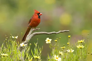 Northern cardinal (Cardinalis cardinalis) male in a late summer garden setting Northern cardinal (Cardinalis cardinalis) male in a late summer garden setting