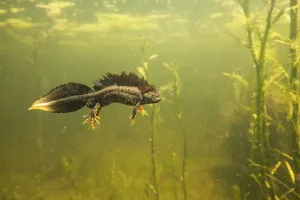Northern crested newt (Triturus cristatus) male underwater in a pond, during the mating season Northern crested newt (Triturus cristatus) male underwater in a pond, during the mating season