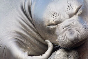 Images Dated 7th April 2007: Northern elephant seal (Mirounga angustirostris) close-up of weaner / juvenile sleeping