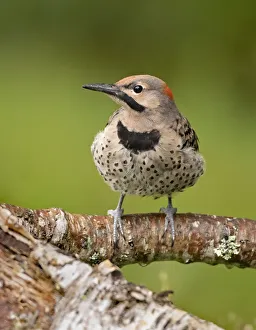 Northern flicker (Colaptes auratus) perched, Acadia National Park, Maine, USA. July Northern flicker (Colaptes auratus) perched, Acadia National Park, Maine, USA. July