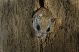 Northern flying squirrel (Glaucomys sabrinus) in nest cavity, New Brunswick, Canada Northern flying squirrel (Glaucomys sabrinus) in nest cavity, New Brunswick, Canada