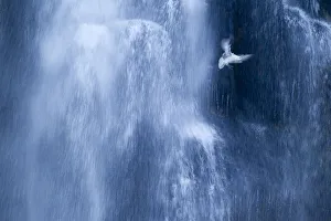 Northern fulmar (Fulmarus glacialis) in flight against a waterfall, Iceland, January Northern fulmar (Fulmarus glacialis) in flight against a waterfall, Iceland, January