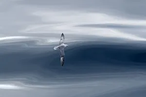 Northern fulmar (Fulmarus glacialis) in flight with waves, Arctic Sea. Commended in Northern fulmar (Fulmarus glacialis) in flight with waves, Arctic Sea. Commended in