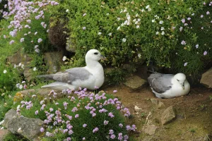 Northern fulmar (Fulmarus glacialis) nesting pair, Saltee Islands, County Wexford Northern fulmar (Fulmarus glacialis) nesting pair, Saltee Islands, County Wexford