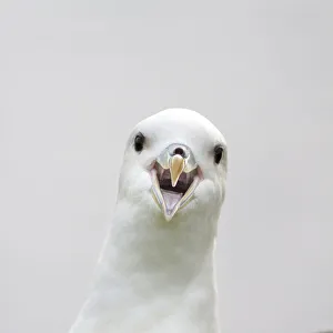 Northern fulmar (Fulmarus glacialis) portrait, Fair Isle, Shetland, Scotland, UK. May Northern fulmar (Fulmarus glacialis) portrait, Fair Isle, Shetland, Scotland, UK. May