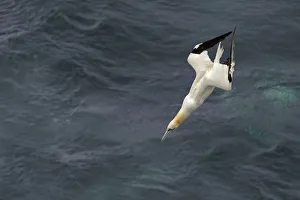 Northern gannet (Morus bassanus) plunge-diving for fish alongside pelagic trawler Northern gannet (Morus bassanus) plunge-diving for fish alongside pelagic trawler