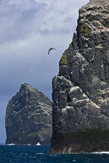 Northern gannet (Morus bassanus) colonies on Stac Lee and Stac an Armin, St Northern gannet (Morus bassanus) colonies on Stac Lee and Stac an Armin, St