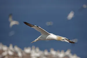 Northern gannet (Morus bassanus) in flight over colony, Quebec, Canada, August Northern gannet (Morus bassanus) in flight over colony, Quebec, Canada, August