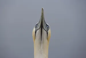 Northern gannet {Morus bassanus} head portrait, Bass rock, Scotland, UK Northern gannet {Morus bassanus} head portrait, Bass rock, Scotland, UK