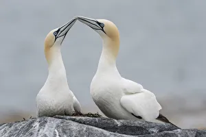 Northern gannet (Morus bassanus) pair, courtship display, Machias Seal Island, Bay of Fundy Northern gannet (Morus bassanus) pair, courtship display, Machias Seal Island, Bay of Fundy