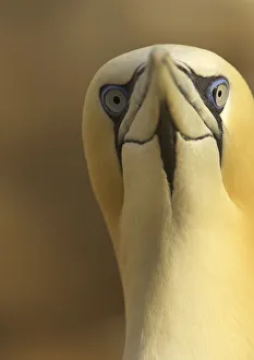 Northern gannet (Morus bassanus) portrait, Saltee Islands, Ireland, May 2008 Northern gannet (Morus bassanus) portrait, Saltee Islands, Ireland, May 2008