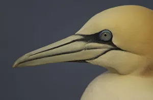 Northern gannet (Morus bassanus) portrait, Saltee Islands, Ireland, May 2008 Northern gannet (Morus bassanus) portrait, Saltee Islands, Ireland, May 2008