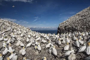 Northern gannets (Morus bassanus). Bass Rock, Scotland, UK. August Northern gannets (Morus bassanus). Bass Rock, Scotland, UK. August