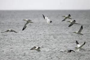 Northern gannets (Morus bassanus) diving, Saltee Islands, County Wexford, Ireland Northern gannets (Morus bassanus) diving, Saltee Islands, County Wexford, Ireland