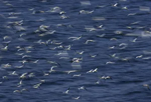Northern gannets (Morus bassanus) flying low over the sea, North Atlantic, June 2009 Northern gannets (Morus bassanus) flying low over the sea, North Atlantic, June 2009