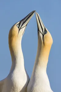 Northern gannets {Morus bassanus} pair in courtship display, Great Saltee, Co. Wexford Northern gannets {Morus bassanus} pair in courtship display, Great Saltee, Co. Wexford